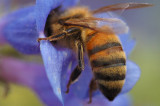Busy Bee