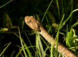 Baby Rattler