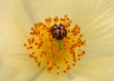 Prickly But Pretty
