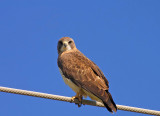 Bird On A Wire