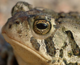 You Looking At Me?