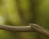 Hanging By A Thread