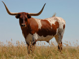 Big And Bold