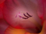 Pretty In Pink