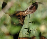 Can You See Me?