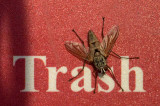 If The Flies Like It....