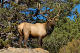 King Of The Hill