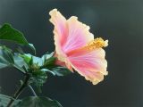 P1100648Original.jpg