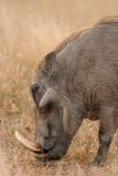 MM Male warthog (I think).  Just a little piggy.