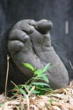 gorilla foot