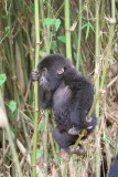 Very active baby gorilla