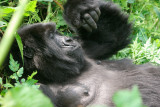 Reflective gorilla