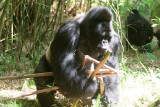 Bad light, great action. The silverback gathering a snack.