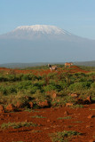 zebrascape (Mount Kilimanjaro) early one morning