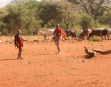 Masaii and their cattle