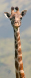 giraffe - tall, thin and beautiful