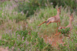 Dikdiks. I know it's blurry but this is what they look like running (flying!) away.