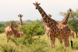 A jumbled herd of giraffe.