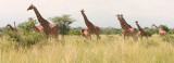 A large herd of giraffe.