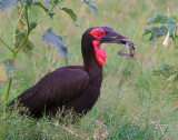 Quite a catch! This Ground Hornbill has a snake AND a frog!