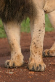 a closeup of his legs, also covered with flies