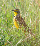 Yellow Breasted Longclaw