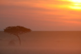 Early morning in the Masaii Mara
