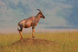 Typical Topi (or Tsessebe) standing on a termite mound surveying the savannah for predators.