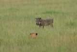 silly warthog that almost walked into him.  Finally saw the lion and ran away. I though we might see a kill.