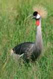 The beautiful Crested Crane