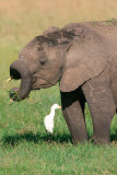 . . . and he twirls his trunk