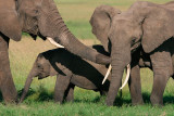 More elephant caresses.
