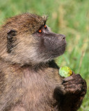 Baboon eating fruit.