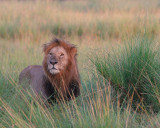 Lion in the early morning. His mane is still wet with dew.