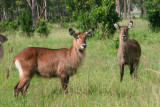 Defassa waterbuck