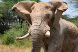 This elephant was chasing us and his ears and trunk were flapping as he ran.