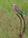 Lilac Breasted Roller.  I saw many Eurasion Rollers on this trip but not too many LBR's.