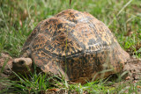 Leopard tortoise?