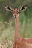 Gerenuk.  Arent they wonderful!