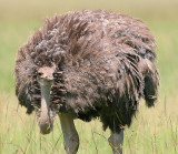 Knobby kneed ostrich