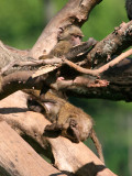 Busy baby baboons