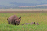 Mom black rhino with baby almost hidden in the grass.