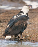 Fish Eagle with a fish in left hand.