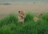 A mom sits on a mound in the Mara and scans the area for their next meal while her cub sits behind her.