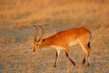 Lechwe