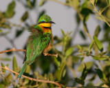 I think this is the Little Bee-eater