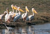 White Pelicans