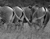 Grevy Zebra tails.