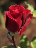 True Love by Ken Parker