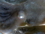 4th place(tie)<br>Sea Beast  *  by Doris Baillet